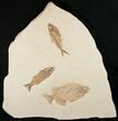 Large Fossil Fish Plate (Three Species) - Wall Mounted #18057-1